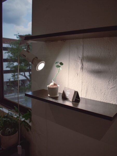 Ecolight Grow Bulb - Image 5