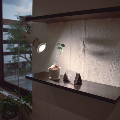 Ecolight Grow Bulb