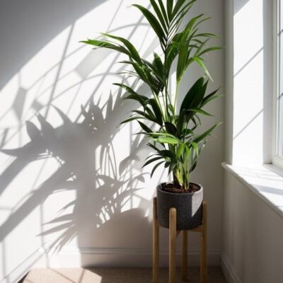 Indirect sun filtered by windows