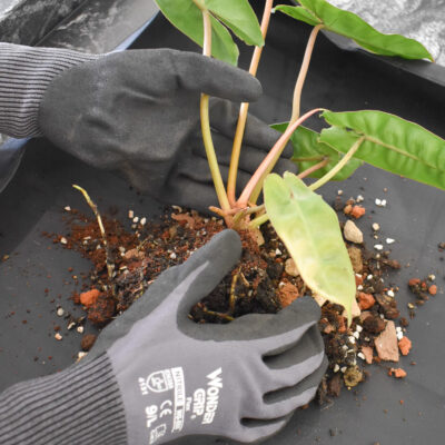 Gardening Gloves