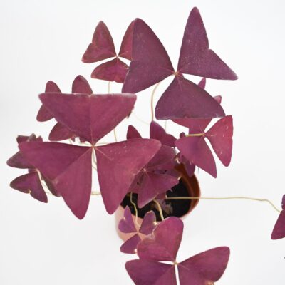 Triangularis Oxalis