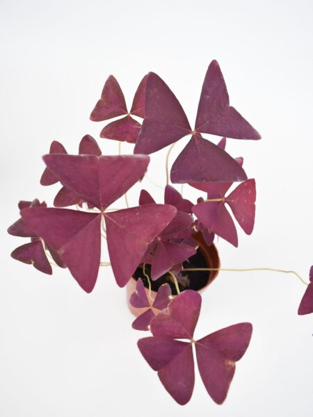Triangularis Oxalis