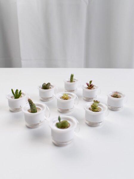 Mini succulents - Image 2
