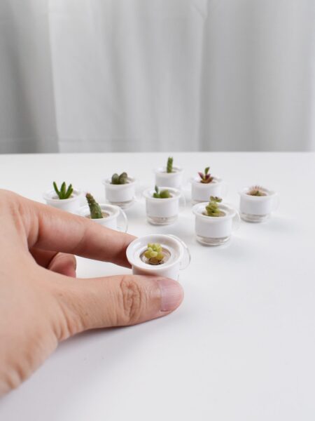 Mini succulents