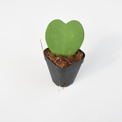 Hoya Kerrii