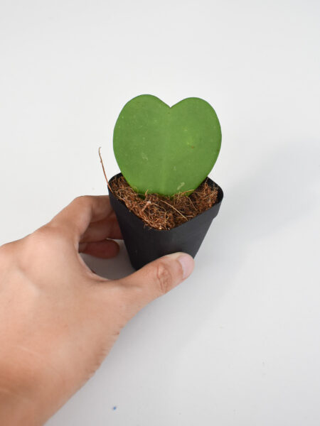 Hoya Kerrii - Image 2