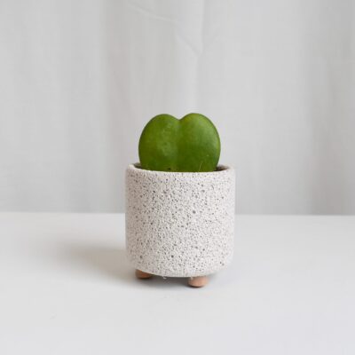 Hoya Kerrii in Mica (Different designs available)