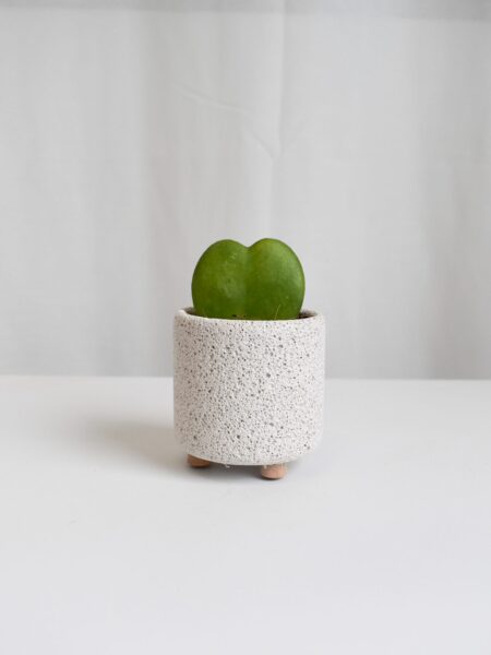 Hoya Kerrii in Mica (Different designs available)