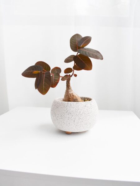 Phyllanthus Mirabilis in Mica D (Different sizes available)