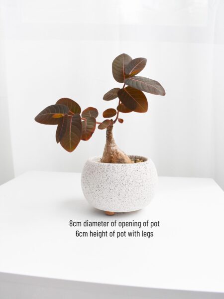 Phyllanthus Mirabilis in Mica D (Different sizes available) - Image 3