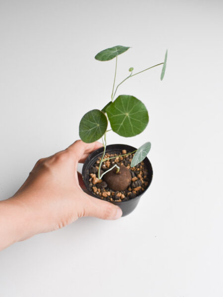 Stephania Erecta (Bulb no leaves) - Image 5