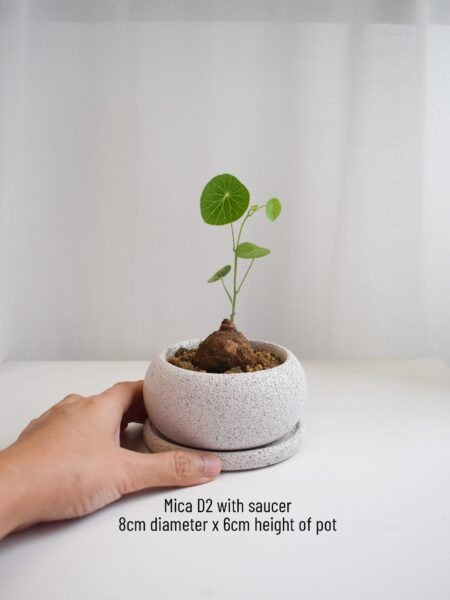Gift Set - Stephania Erecta (in Mica D2 with saucer) - Image 4