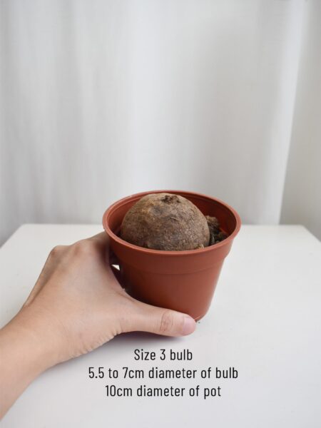 Stephania Erecta (Bulb no leaves) - Image 4