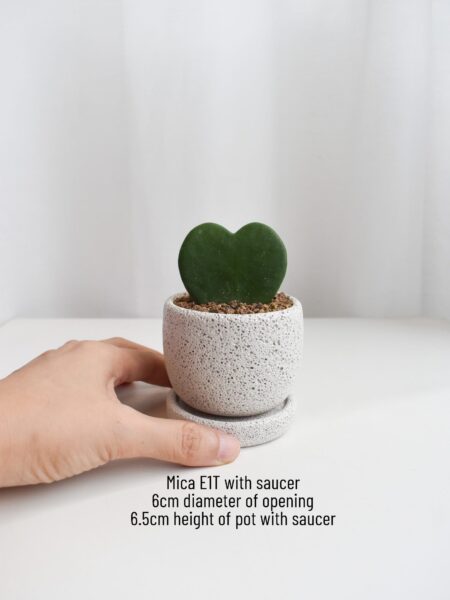 Gift Set - Hoya Kerrii (in Mica E1T with saucer) - Image 6