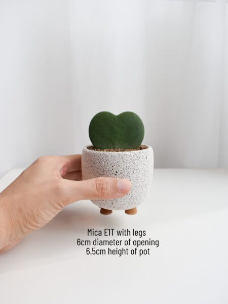 Gift Set - Hoya Kerrii (in Mica E1T with legs) - Image 6