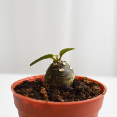 Dorstenia Foetida