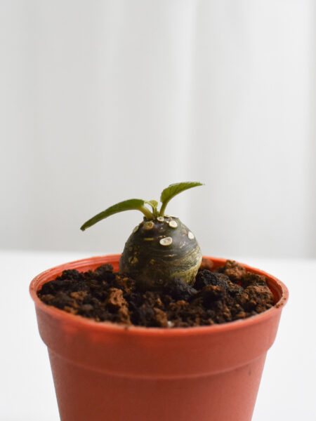 Dorstenia Foetida