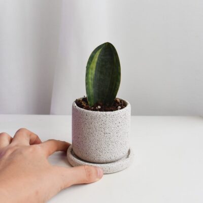 Sansevieria Masoniana/Macrophylla in Mica