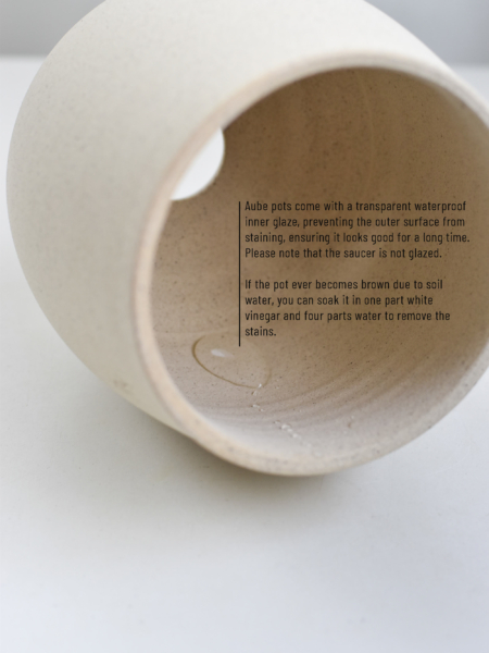Everfresh Tree in Aube Jar - Image 5