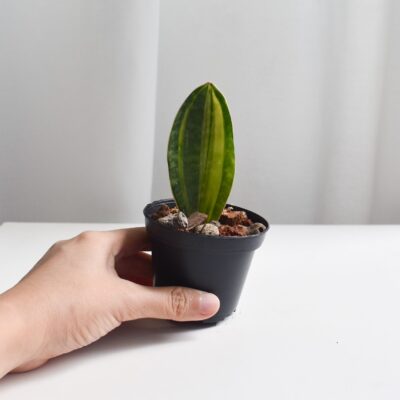 Sansevieria Masoniana/Macrophylla