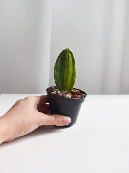 Sansevieria Masoniana/Macrophylla