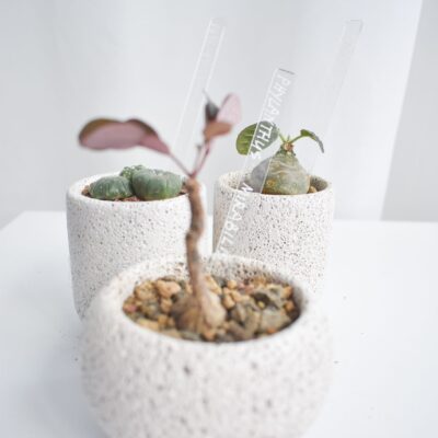 Plant label sticks