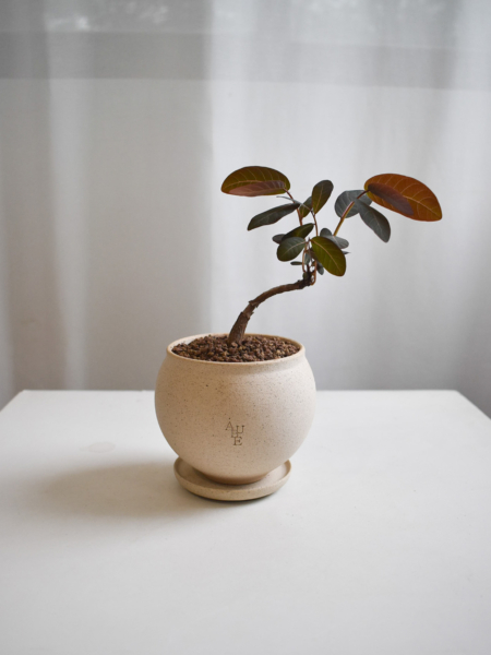 Phyllanthus Mirabilis in Aube Moon