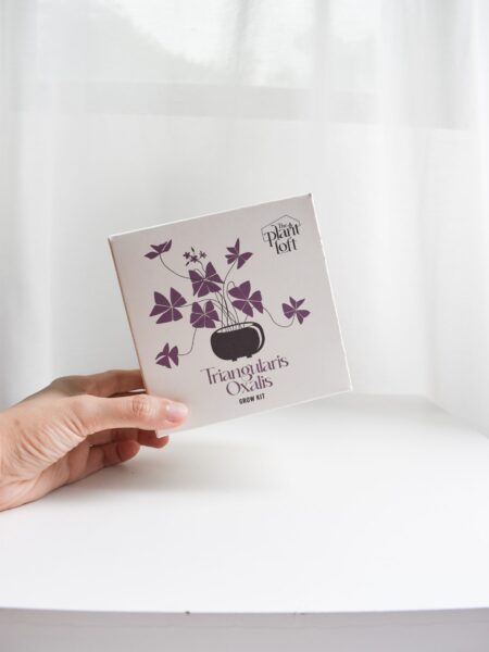 Triangularis oxalis grow kit (pot within 5 days from packaging date) - Image 4