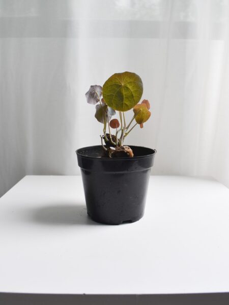 Stephania Nova (Bulb no leaves) - Image 4