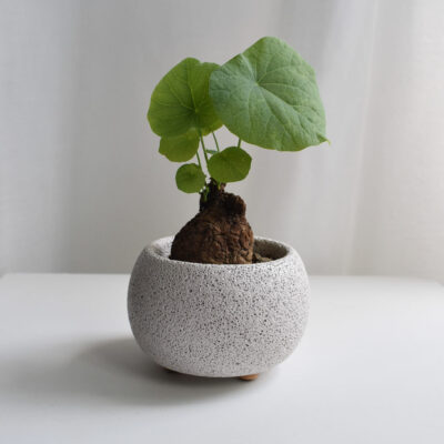 Stephania Suberosa in Mica D (different sizes available)