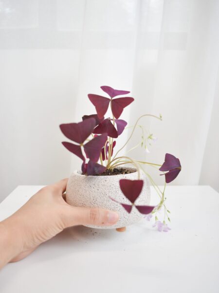 Triangularis oxalis grow kit (pot within 5 days from packaging date) - Image 2