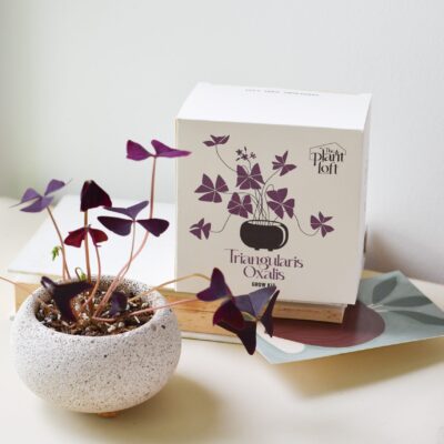 Triangularis oxalis grow kit (pot within 5 days from packaging date)