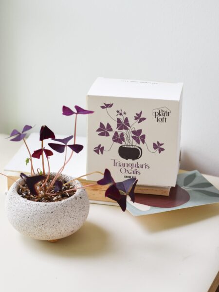 Triangularis oxalis grow kit (pot within 5 days from packaging date)