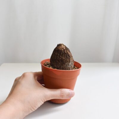 Stephania Suberosa (Bulb no leaves)