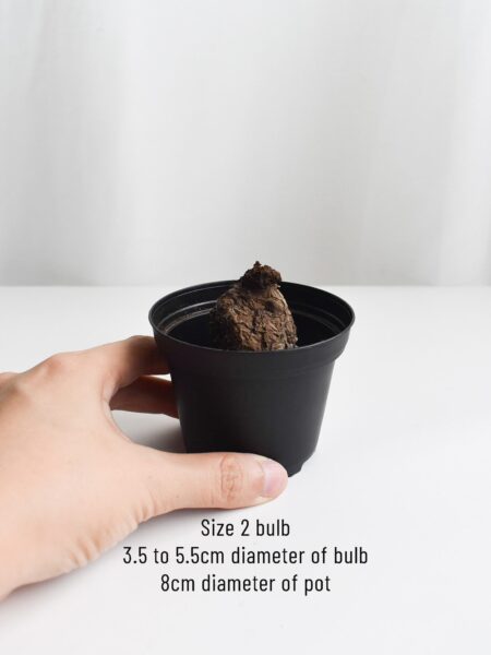 Stephania Nova (Bulb no leaves) - Image 3