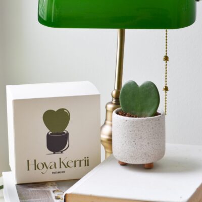 Hoya Kerrii Potting Kit