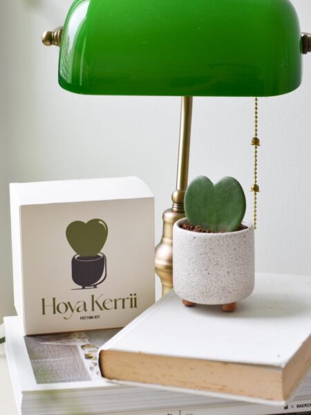 Hoya Kerrii Potting Kit