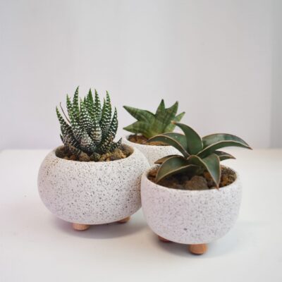 Low-light Succulents in Mica