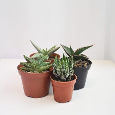 Low-light succulents