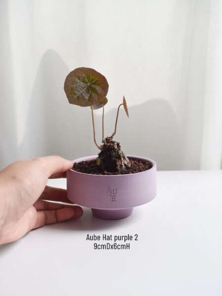 Stephania Nova in Aube - Image 4