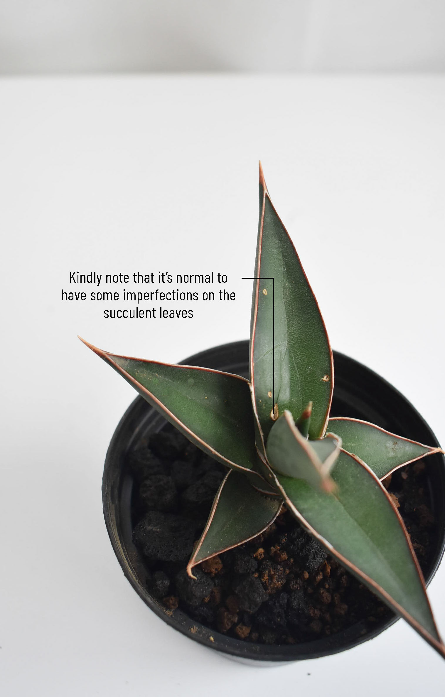 Low-light Succulents in Mica - Image 6