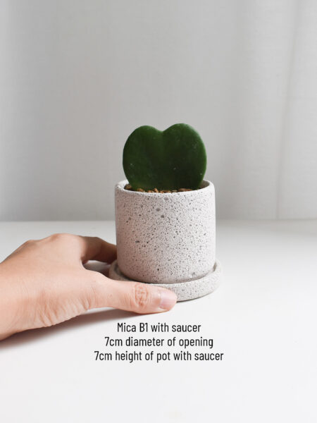 Hoya Kerrii Potting Kit - Image 5