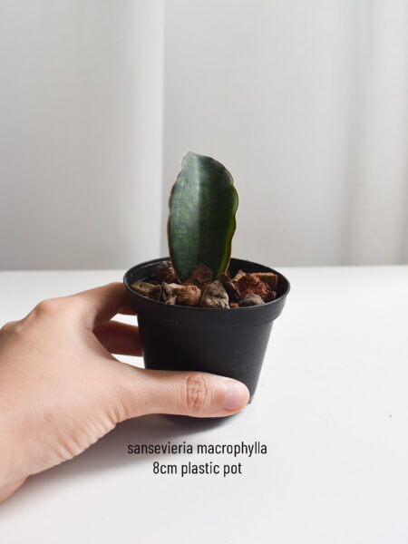 Sansevieria Masoniana/Macrophylla - Image 3