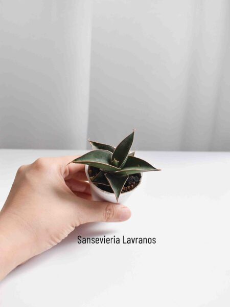 Low-light succulents - Image 4