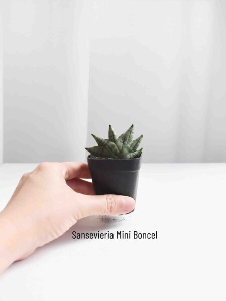 Low-light succulents - Image 2