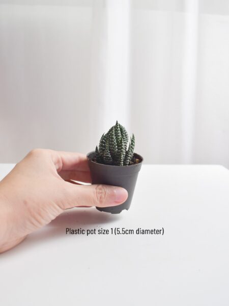 Low-light succulents - Image 3