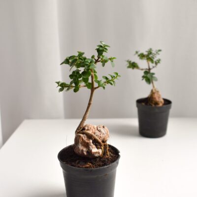 Ficus Annulata "On A Rock" bonsai