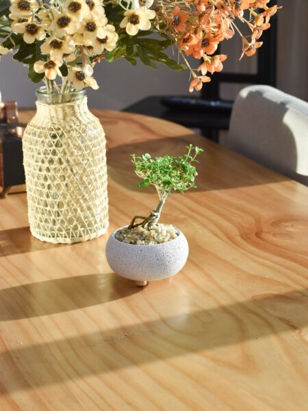 Bonsai - Ficus Annulata On A Rock in Mica - Image 3