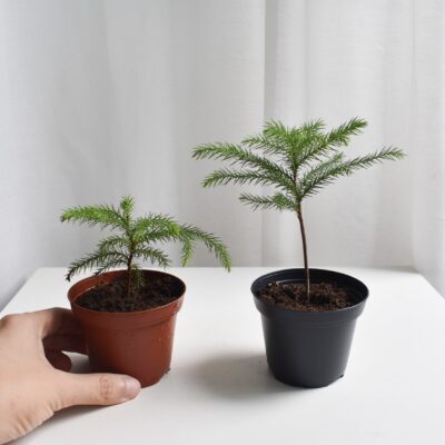 Norfolk Island Pine