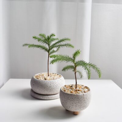 Norfolk Island Pine in Mica